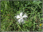 foto Fiori
